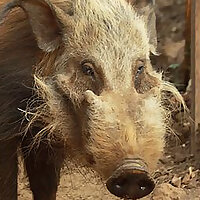 Bush Pig