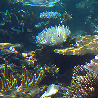 muff diver